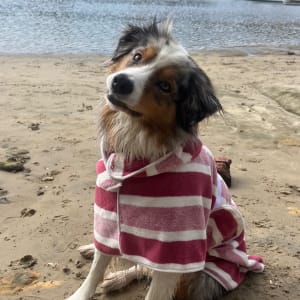 Picture of Monty