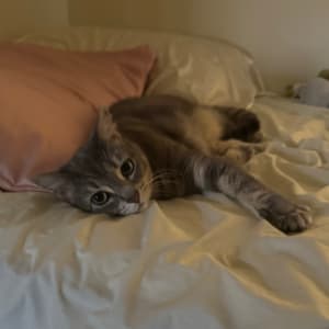 Picture of Kiki