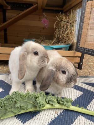 Picture of Marshmallow and Peppermint