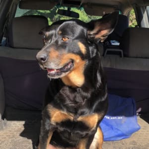 Picture of Jazz