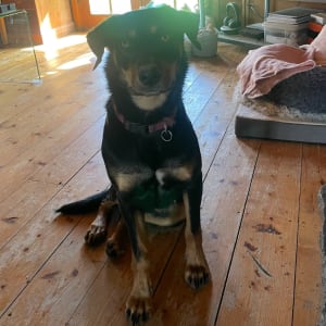 Picture of Koda