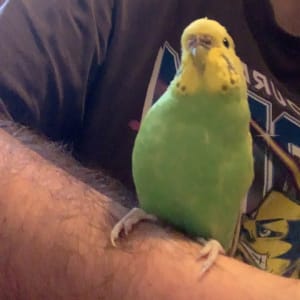 Picture of Miss Frizz