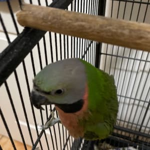 Picture of Birdie