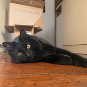 Picture of Koko