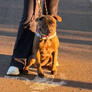 Picture of Honey