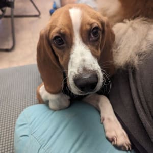 Picture of Truffle