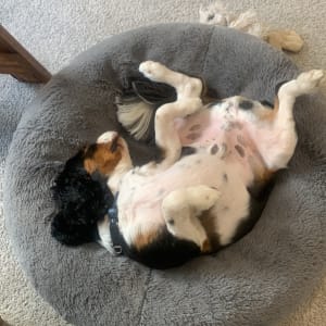 Picture of Chi Chi
