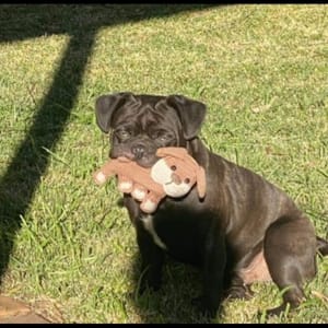 Picture of Mozzie