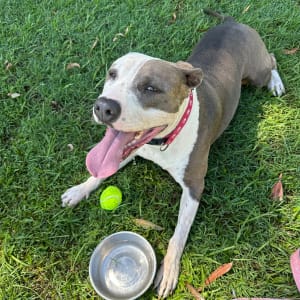 Picture of Bella