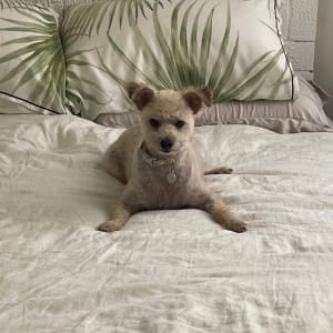 Picture of Oscar