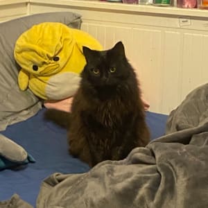 Picture of Smudge