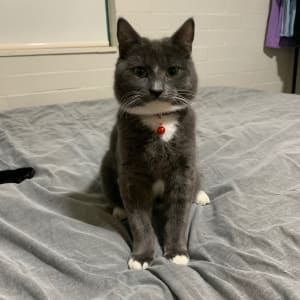 Picture of Romeo