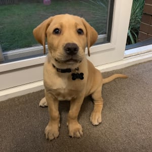 Picture of Charlie