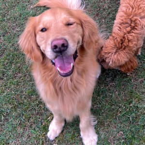 Picture of Hudson