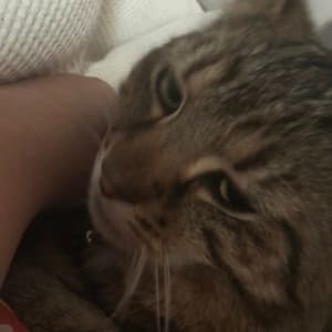Picture of Loki