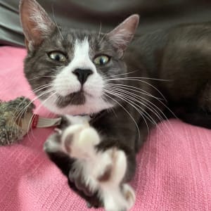 Picture of Kiwi