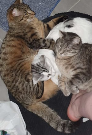 Picture of Captain and Luna