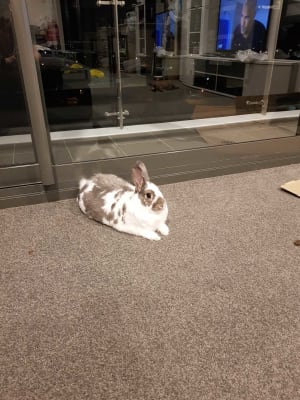 Picture of bugsy
