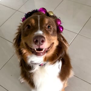 Picture of Primrose
