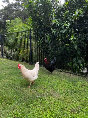 Picture of Chickens (8) Chickoletta, Henryetta, Rosie, Tai, Sunshine, Beauty, Roberta & Chook Chook