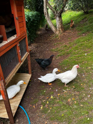 Picture of Ducks (2) Paddington 2 & Jetstar