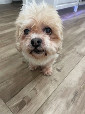 Picture of Buddy