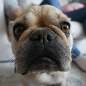 Picture of Billie