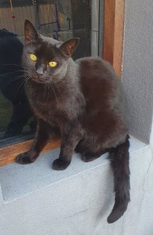 Picture of Lulu