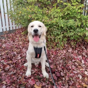 Picture of Shadow