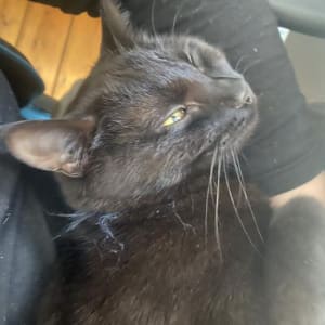 Picture of Teatree