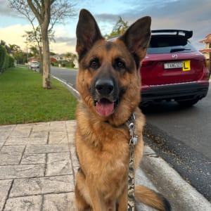 Picture of Leo