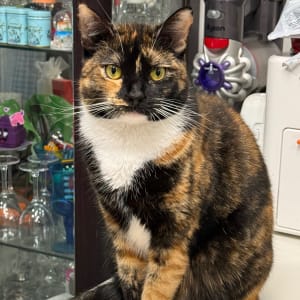 Picture of Maya