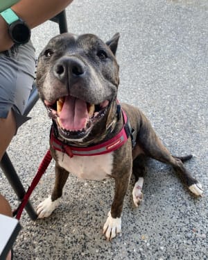 Picture of Buddy