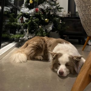 Picture of Joey