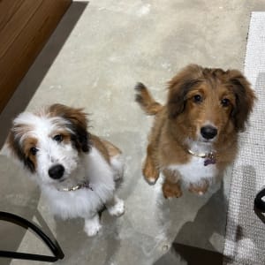 Picture of Mocha & Meadow