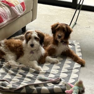 Picture of Mocha & Meadow