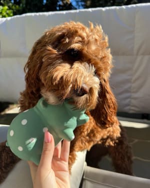 Picture of Taco