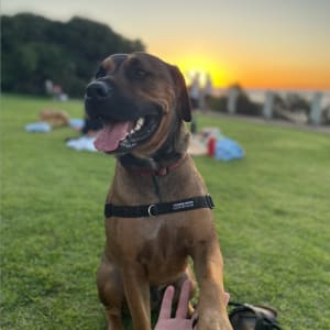 Picture of Joey