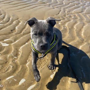Picture of Luna