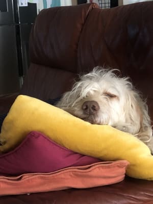 Picture of Archibald