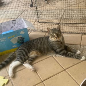 Picture of Oscar