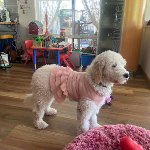Picture of Stella