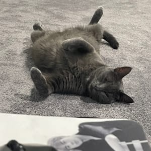 Picture of Ichi