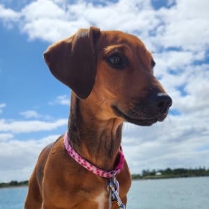 Picture of Winnie