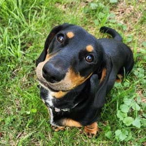 Picture of Remi