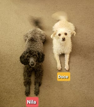 Picture of Nila
