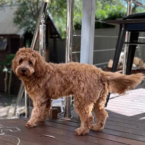 Picture of Princess Chloe