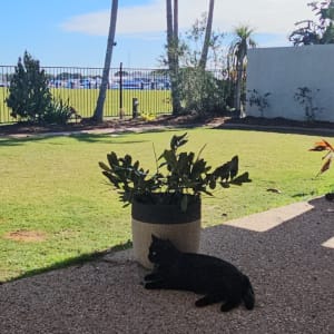 Picture of Milo