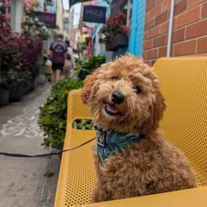 Picture of Coco