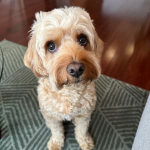 Picture of Bentley